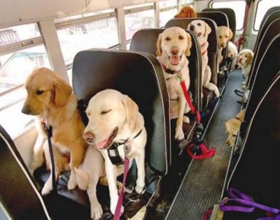 Bruno, il cane che viaggia sull'autobus con lo sconto